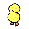 ピヨピヨあひる