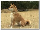 tsubo.jpg